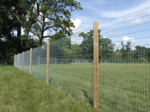 DSCF2874 Dog Field fencing