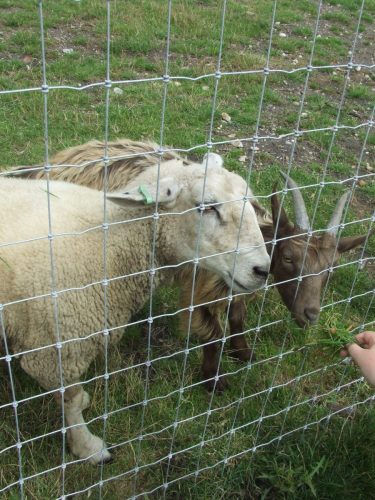 hall-farm-042